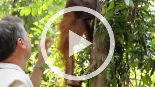 Rimba Raya is a living example of an economically viable alternative to deforestation. Watch this Overview Video to learn more.